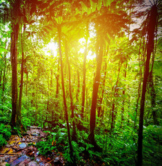 Fototapeta na wymiar Sun shining over a path in Basse Terre jungle in Guadeloupe