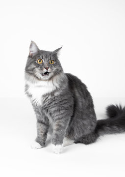 young blue tabby maine coon cat meowing looking with open mouth in front of white studio background with copy space