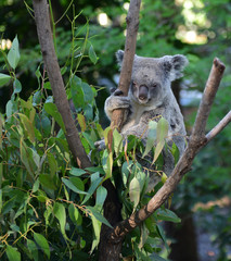 Koala Bear Australia in the zoo