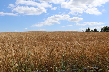 Rural landscape with golden cornfield and blue sky in the summer