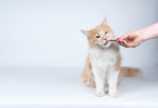front view of a young cream tabby white ginger maine coon cat getting fed by owner. female human hand feeding the cat with treat stick snacks on white studio background with copy space