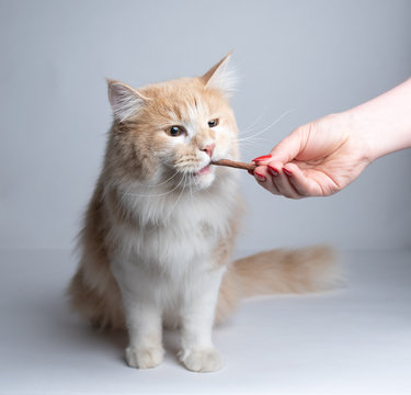 Front View Of A Young Cream Tabby White Ginger Maine Coon Cat Getting Fed By Owner. Female Human Hand Feeding The Cat With Treat Stick Snacks On White Studio Background