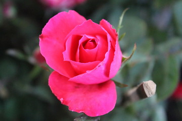 pink rose in garden