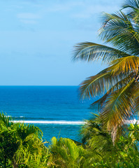 Luxuriant vegetation by the sea in Guadeloupe