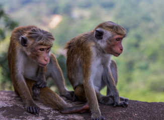 Two monkeys at  Sigiriya Rock, Sigiriya, Sri Lanka.
