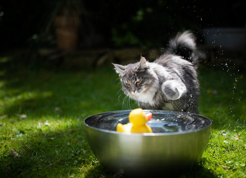 young playful blue tabby maine coon cat playing with yellow rubber duck swimming on water in a metal bowl outdoors in the back yard on a hot and sunny summer day