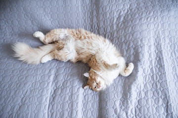 young fluffy cream tabby white ginger maine coon cat lying on back on the bed sleeping with copy space