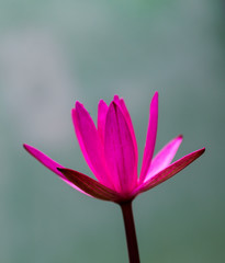 Closeup pink water lily or lotus