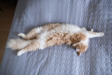 young fluffy cream tabby white ginger maine coon cat lying on back on gray blanket sleeping and...