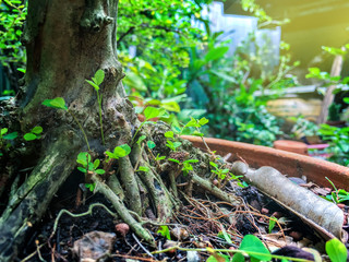 plants in greenhouse nature