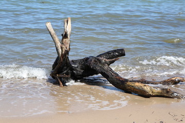 Fototapeta na wymiar Bizarre driftwood on the sunny beach, wooden sculpture formed by nature