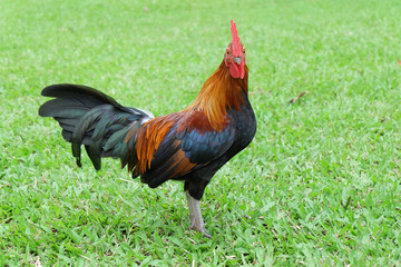 Bantam standing on a green lawn. Chicken​ standing on a green lawn.​ Thai chicken. A domestic fowl.