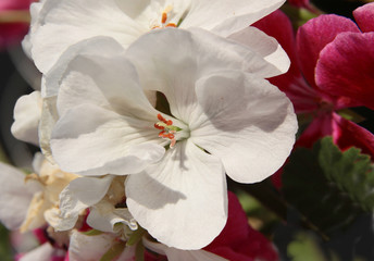 white flowers of geranium potted plant close up