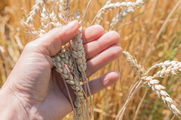 Fototapeta na wymiar Korn - Weizen in der Hand bei der Ernte