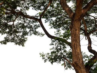 Tree branch is isolated on a white background is used for architectural design and advertising.