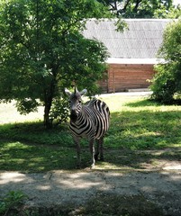 Zebra with black and white stripes grazes on the grass. Side view.