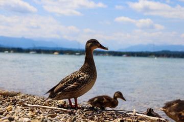 Ente