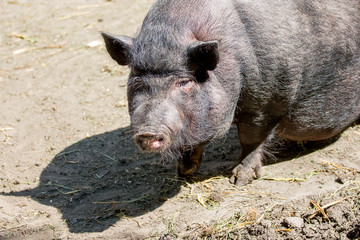 Black Vietnamese pig on a farm in sunny weather_