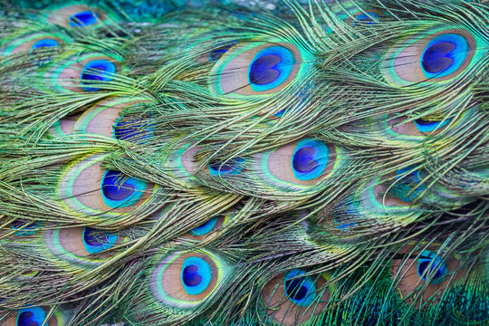 Pattern of peacock tail feathers, background for design_ © Volodymyr
