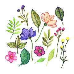 Floral elements for design. Set of flowers and leaves.