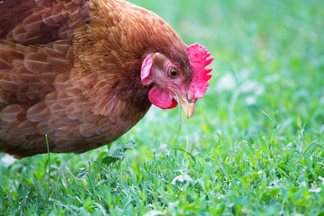 Brown chicken eats grass, portrait close-up_