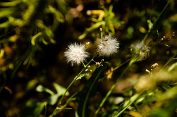 Dandelions in the summer field