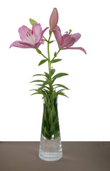 pretty flower of pink lily close up