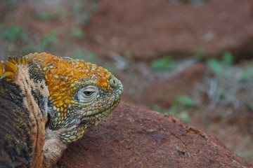 Land Iguana on Galapagos Islands