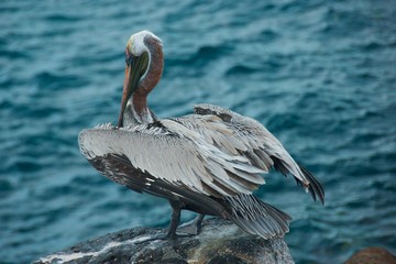 Pelicans are characterized by a long beak and a large throat pouch used for catching prey and draining water from the scooped up contents before swallowing.