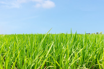 Close up green paddy rice field grass with blue sky landscape background. feel relax and calm Concept. Copy space and background.