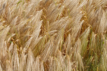 Golden ripened ears of wheat background. Farm autumn harvest of grain agriculture