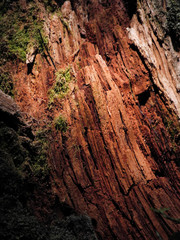 Detailed close-up photo of wet wooden texture. Broken red tree in the forest with green moss. Soft light emphasizes the volume and texture.