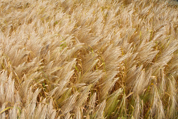 Golden ripened ears of wheat background. Farm autumn harvest of grain agriculture