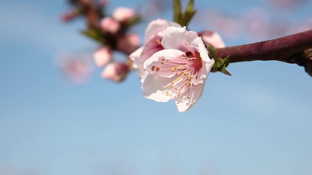nectarine bloom pan