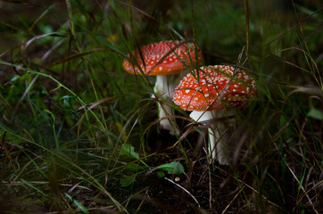 Wild mushrooms (Amanita) on green grass in the forest