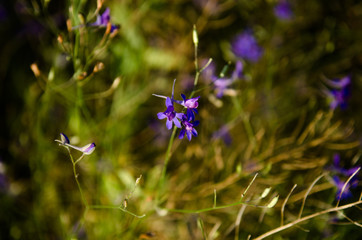 Colorful sunny weather photography of wildflowers in summer field. Beautiful violet bellflowers...