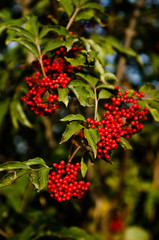 Close up photo of bright vivid red colored berries on branches. Rowan-tree fruitage in summer. Large bunches full of berries. For botanical books and magazines about health, nature and country houses.