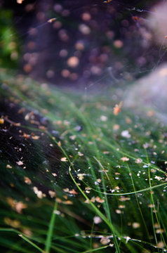 spider's web in autumn grass