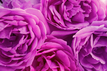 Romantic background of pink roses.