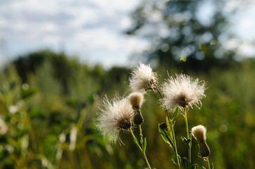 Obraz na płótnie Canvas Photography of fluffy creeping thistle like blowball in field, dispersing on wind. Bright sunny summer meadow in noon. Blury herbals, plants and blue sky on background.