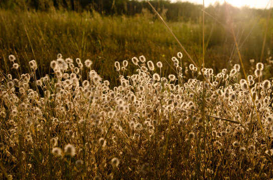 Photography of hare's-foot wildflower in summer field. Sunny warm evening sunshine. Backlight golden on thorn and ears. Serenity and relaxation midsummer - autumn beautiful atmosphere.