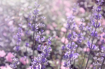 A bee on a lavender flower collects nectar.