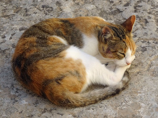 Chat de Crète