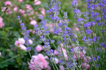 Lavender and roses in the garden.