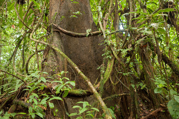 Lush rainforest at Borneo Malaysia nature - 277727639