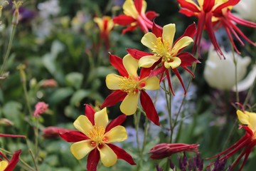 RED & YELLOW COLUMBINE FLOWERS