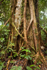 Fototapeta premium Lush rainforest at Borneo Malaysia nature