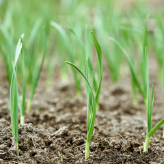 Early garlic plants on a ground in spring close up.