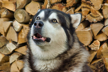 Malamute breed dog posing in nature. Malamute gray-white. The home dog lies by the wood