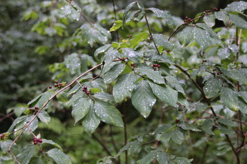Red wolfberry on green branches after rain in the forest